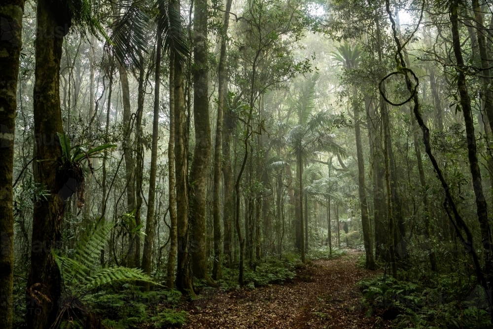 Foggy dense rainforest - Australian Stock Image