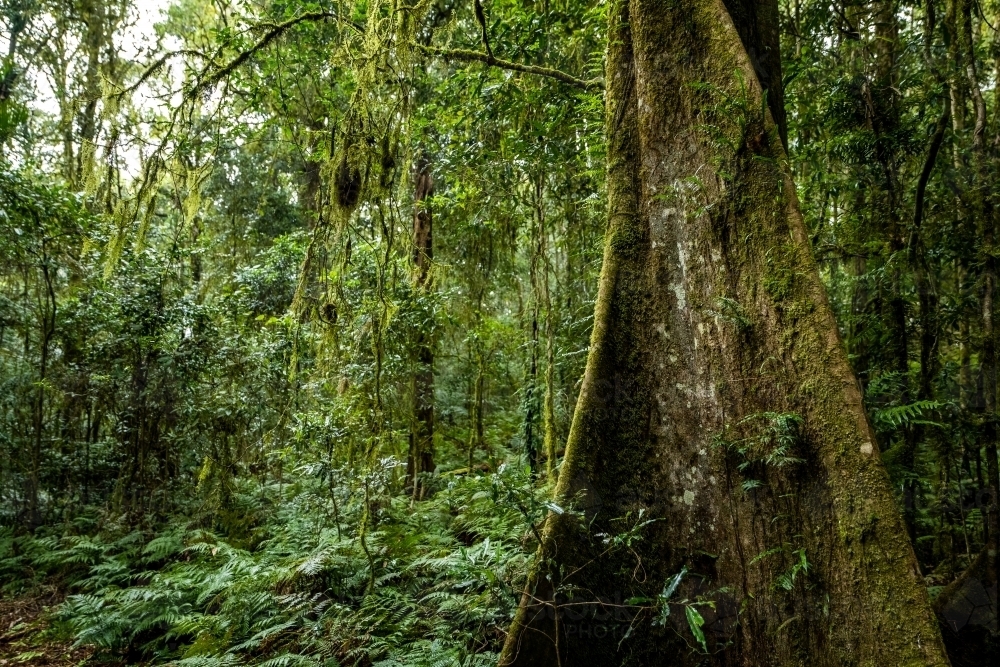 Foggy dense rainforest - Australian Stock Image