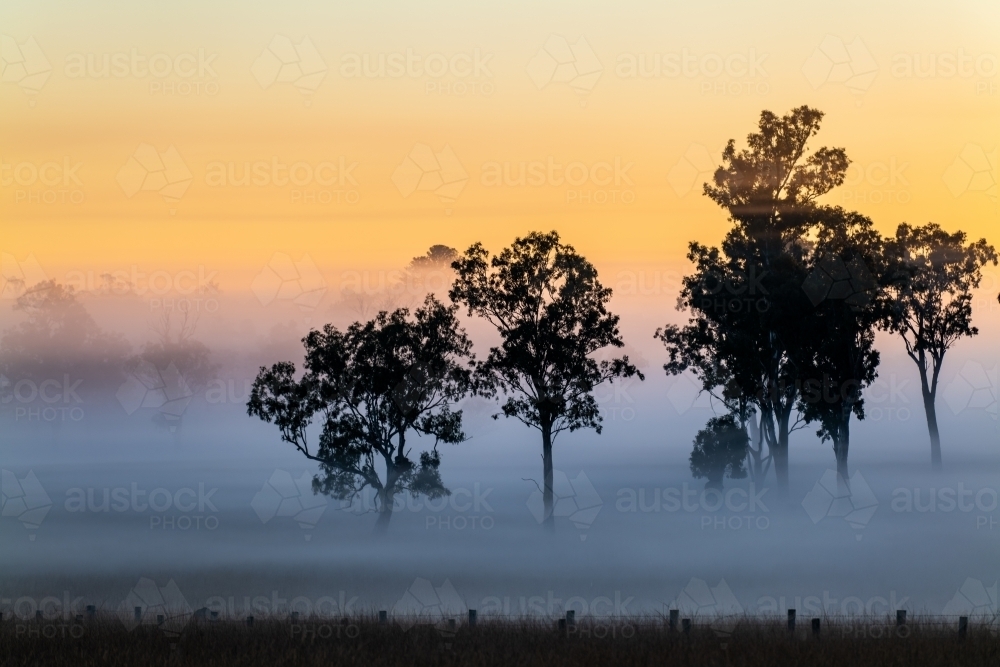 Foggy early morning sunrise landscape with trees and grass - Australian Stock Image