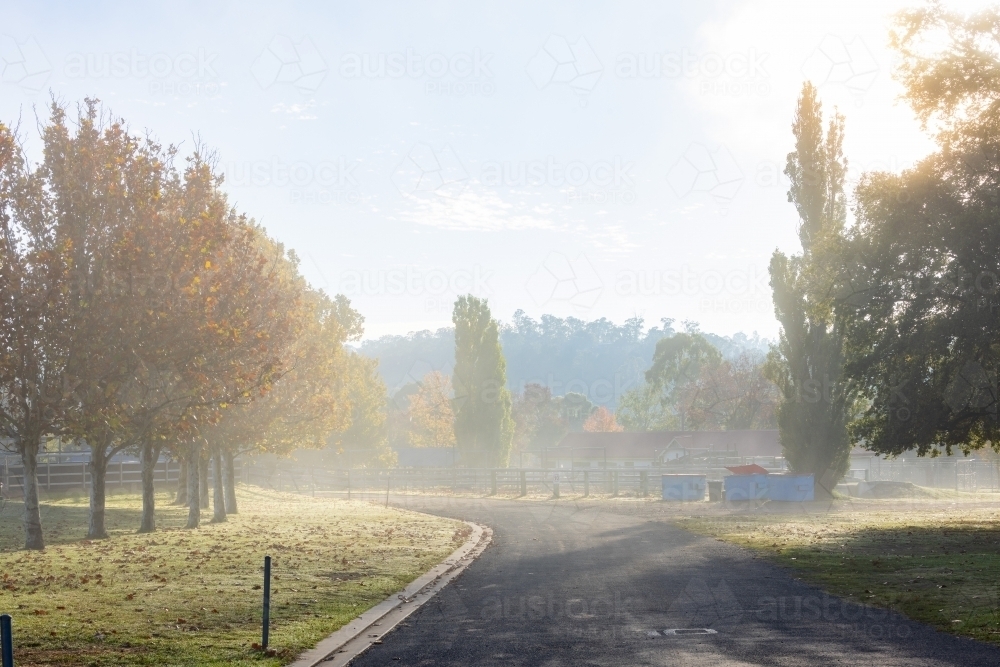 Foggy morning at the Armidale Showground with yellow autumn leaves - Australian Stock Image