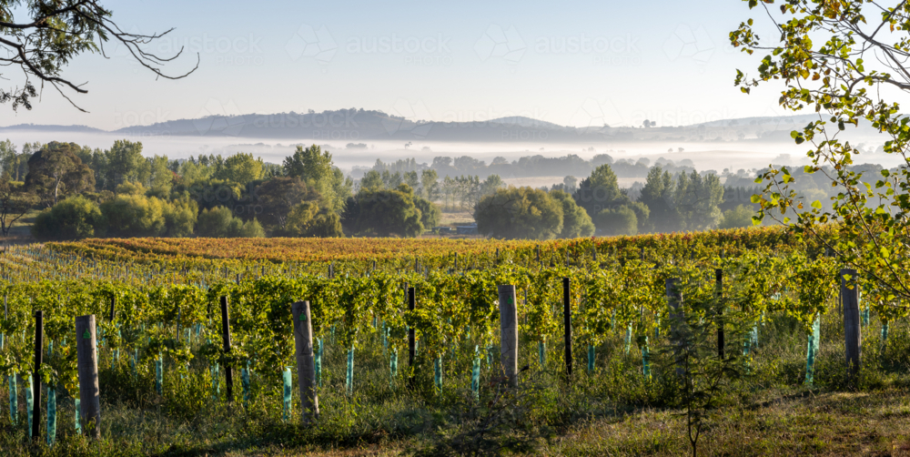 Foggy morning in the hills and vineyard in the Central West - Australian Stock Image