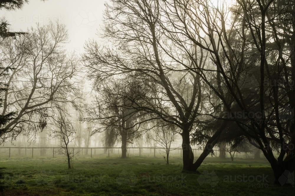 foggy morning in winter on a farm - Australian Stock Image