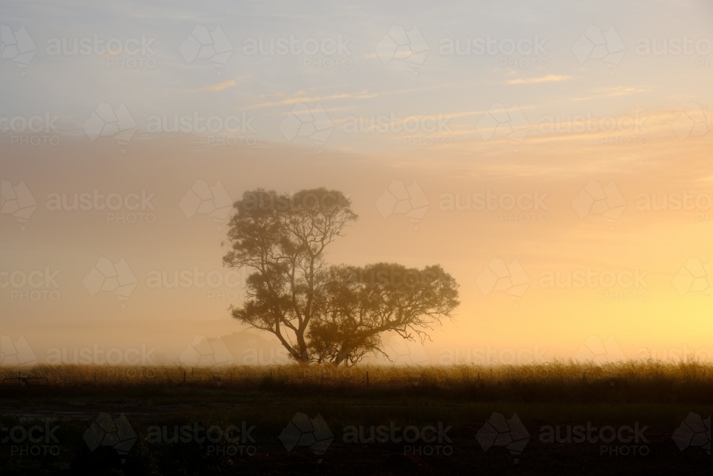 Foggy morning sunrise on a farm - Australian Stock Image