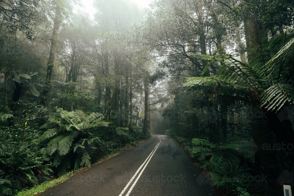 Foggy mountain rainforest road on cold winter day - Australian Stock Image