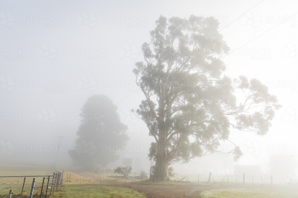 Foggy rural scene with trees and fences - Australian Stock Image