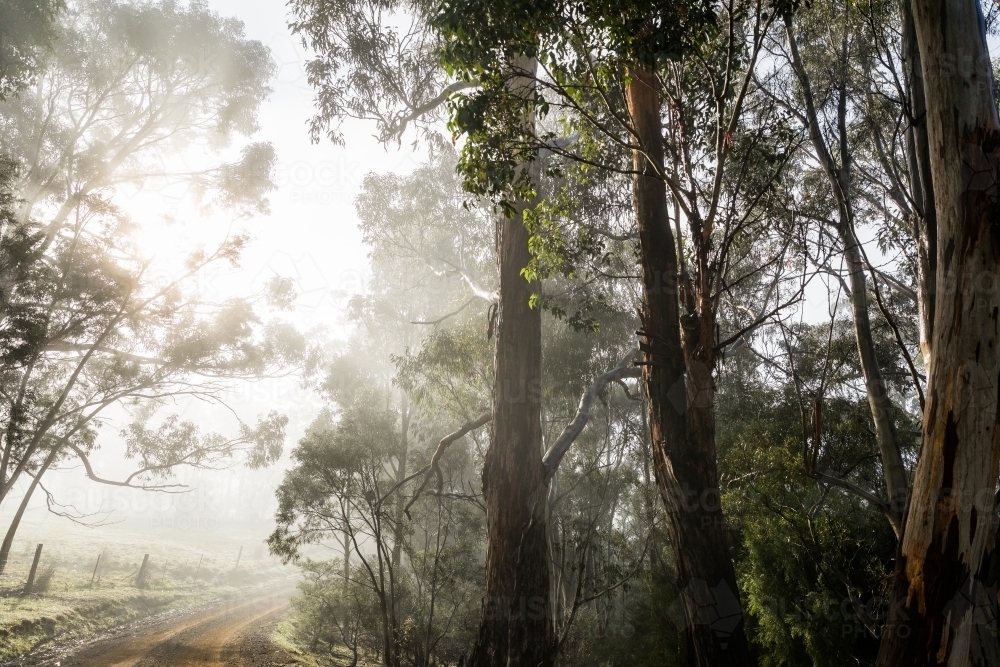 Foggy scene with trees and dirt road - Australian Stock Image