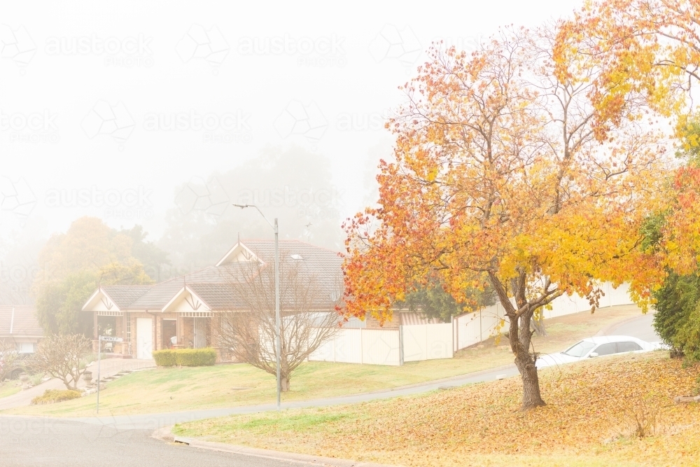 Image of Foggy streetscape in early morning with bright golden autumn ...