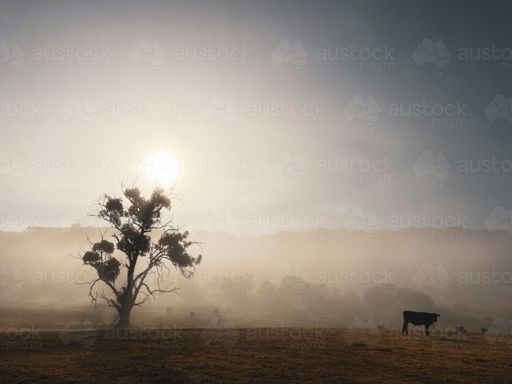 Foggy Sunrise over rural farming land with cow and gum tree silhouetted in foreground - Australian Stock Image