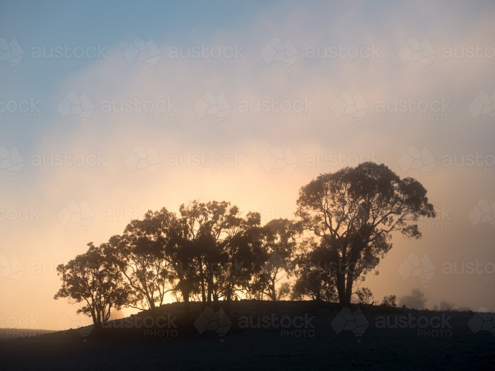 Foggy sunrise through a group of gum trees on a ridge - Australian Stock Image