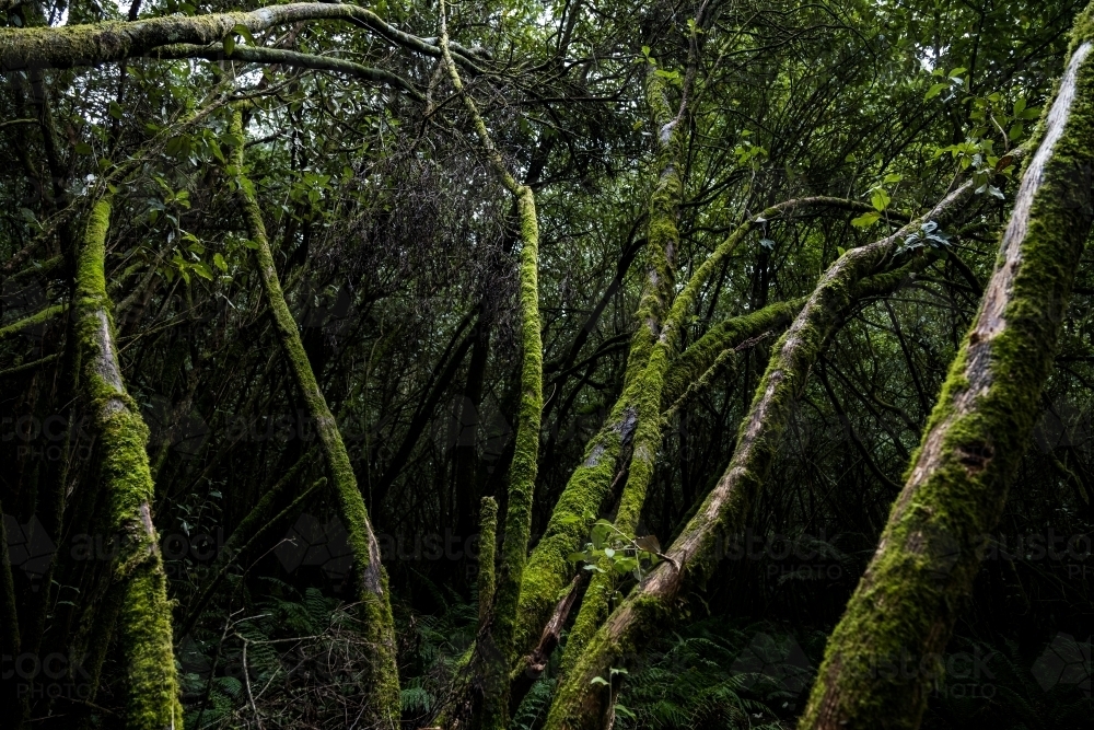 Foggy trees and forest scene - Australian Stock Image