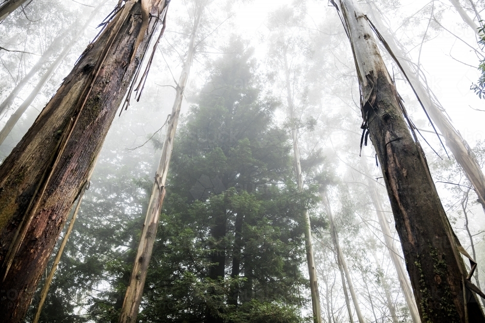 Foggy trees and forest scene - Australian Stock Image