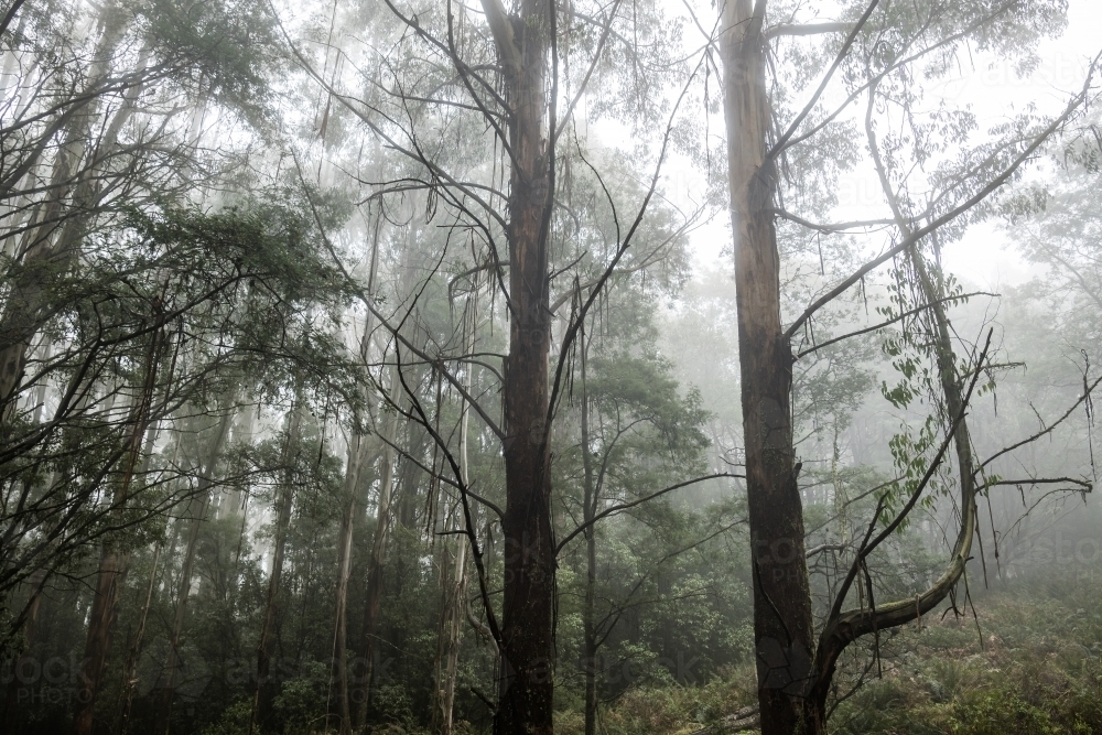 Foggy trees and forest scene - Australian Stock Image