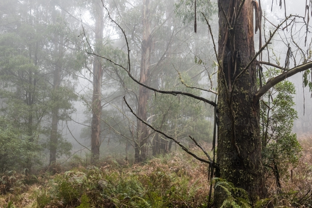 Foggy trees and forest scene - Australian Stock Image