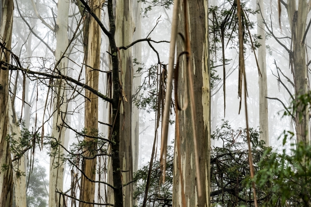 Foggy trees and forest scene - Australian Stock Image