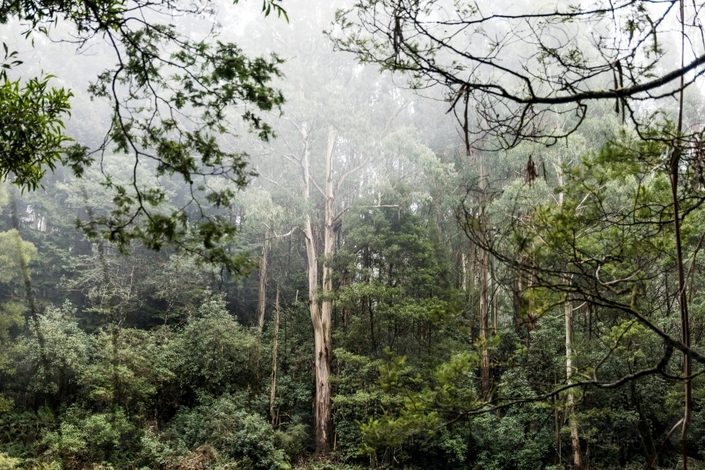 Foggy trees and forest scene - Australian Stock Image