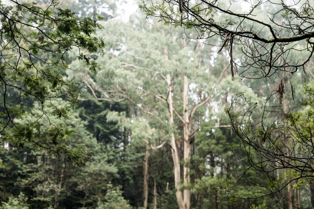 Foggy trees and forest scene - Australian Stock Image