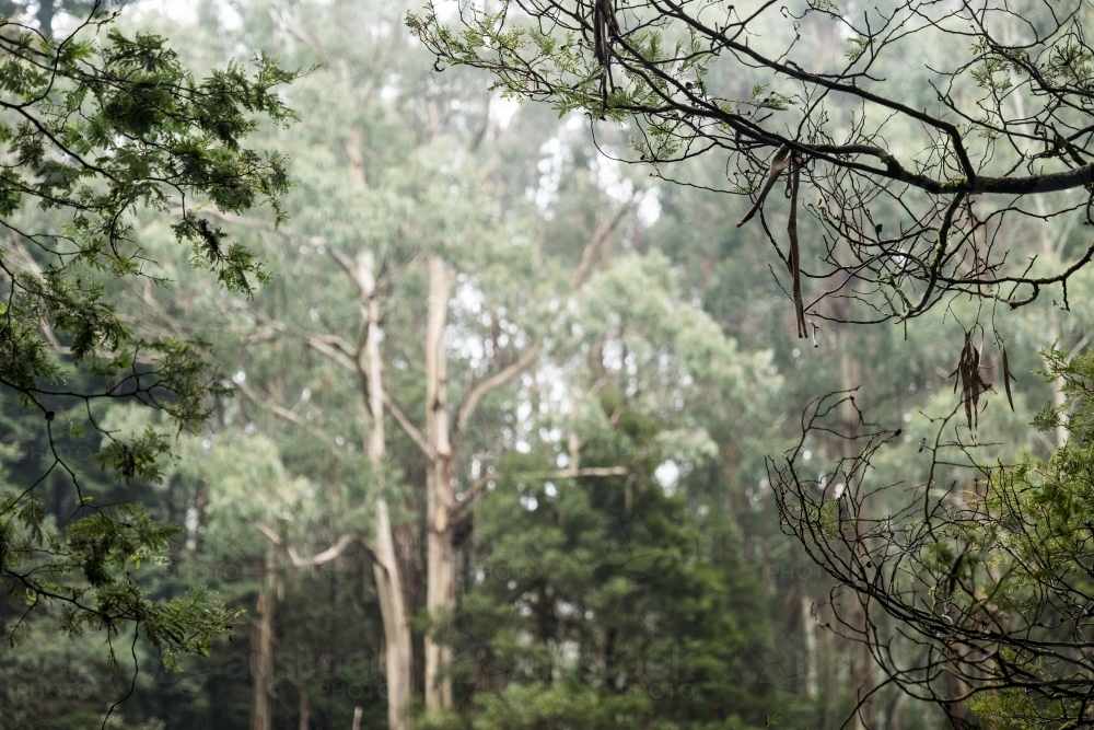 Foggy trees and forest scene - Australian Stock Image