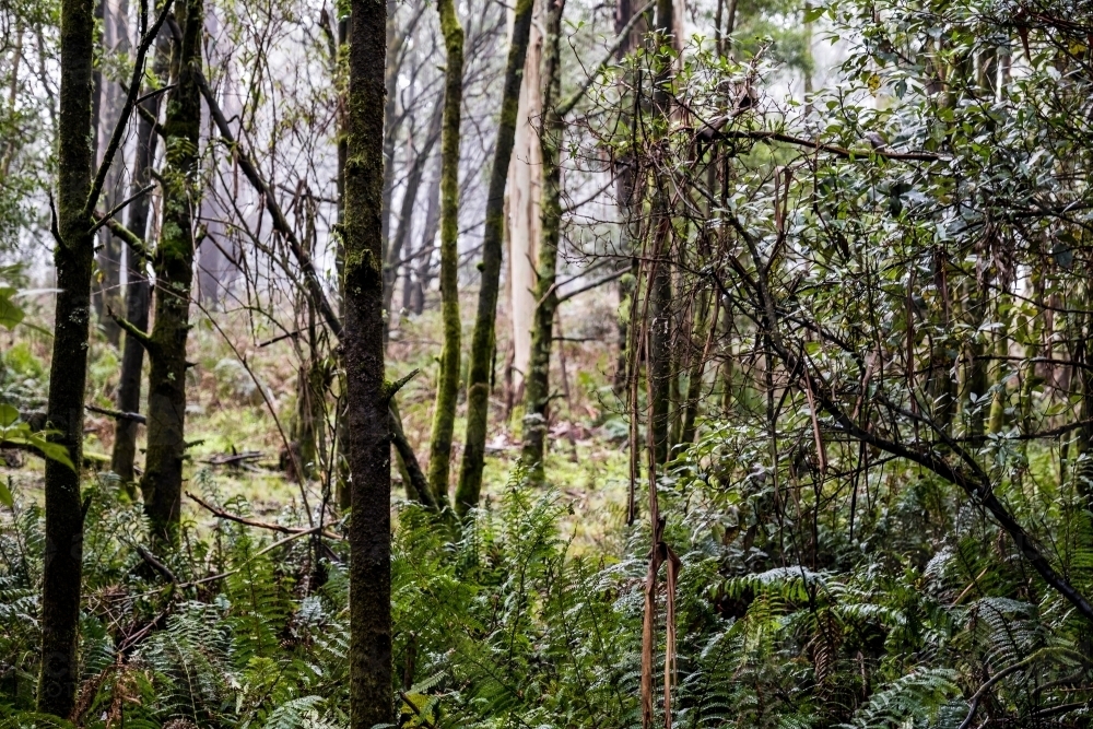 Foggy trees and forest scene - Australian Stock Image