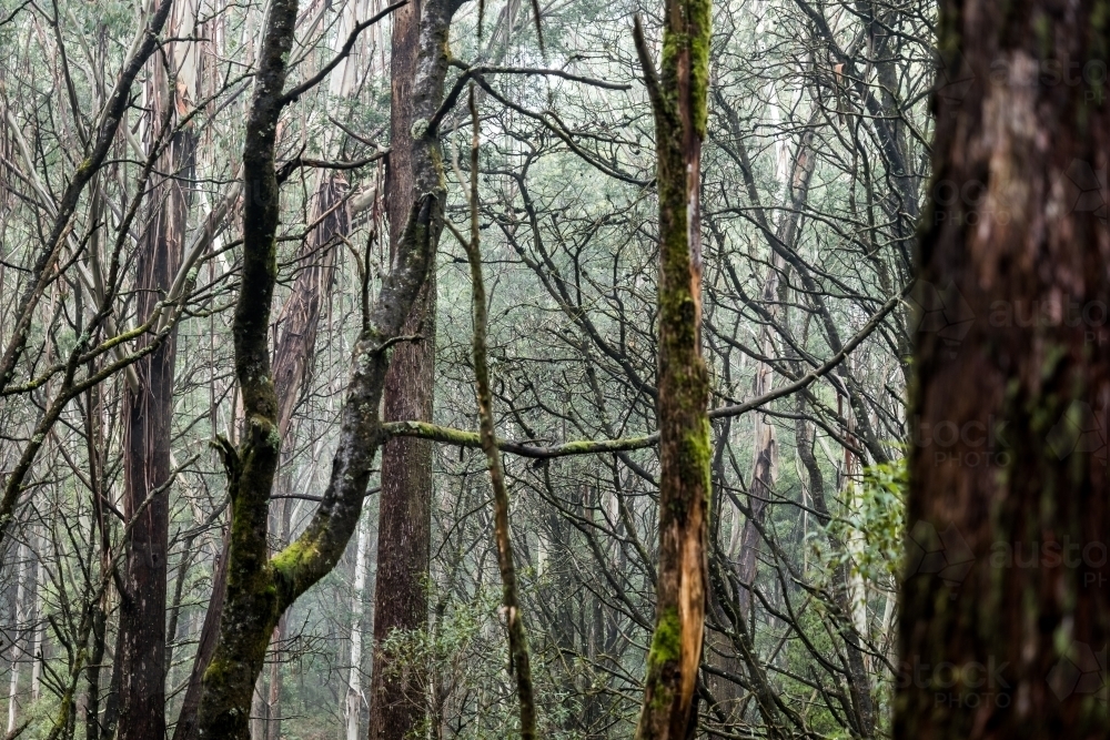 Foggy trees and forest scene - Australian Stock Image