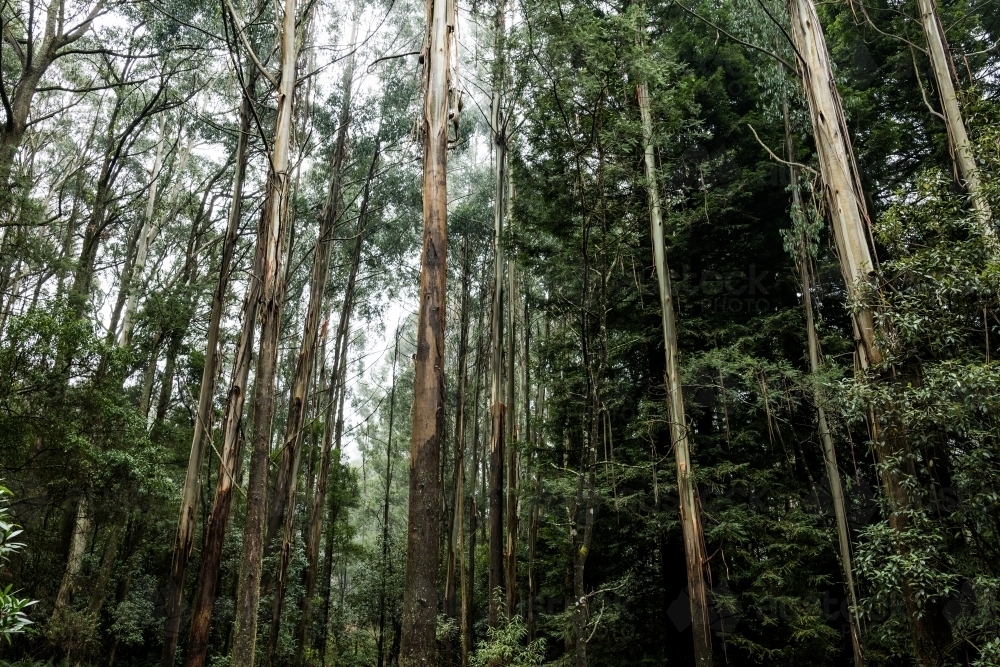 Foggy trees and forest scene - Australian Stock Image