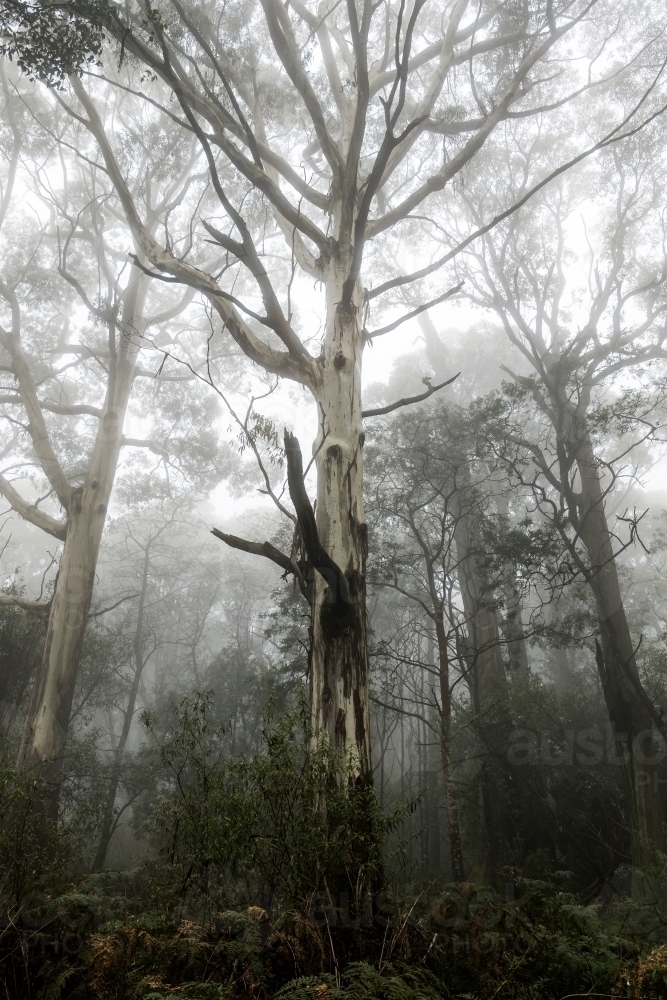 Foggy trees and forest scene - Australian Stock Image