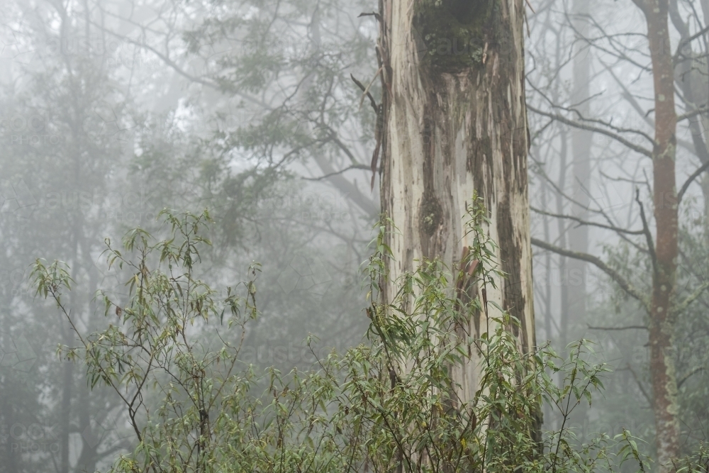 Foggy trees and forest scene - Australian Stock Image
