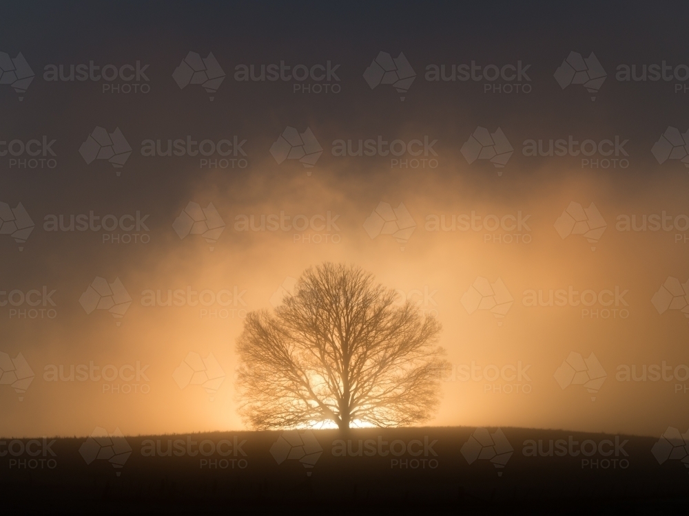 Foggy winter sunrise behind an elm tree on a ridge - Australian Stock Image