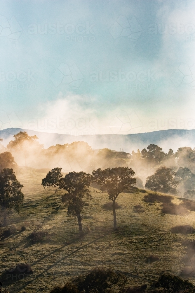 Foggy Winters Morning - Australian Stock Image