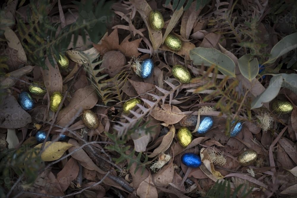 foil easter eggs in native Australian bush leaves - Australian Stock Image