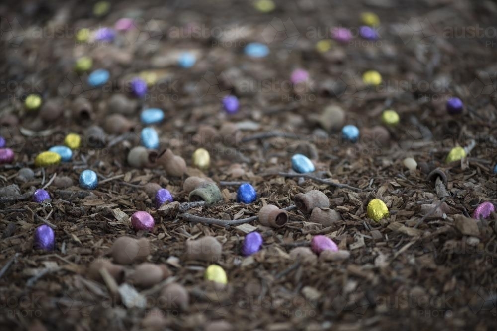 foil easter eggs on forest floor with gumnuts - Australian Stock Image