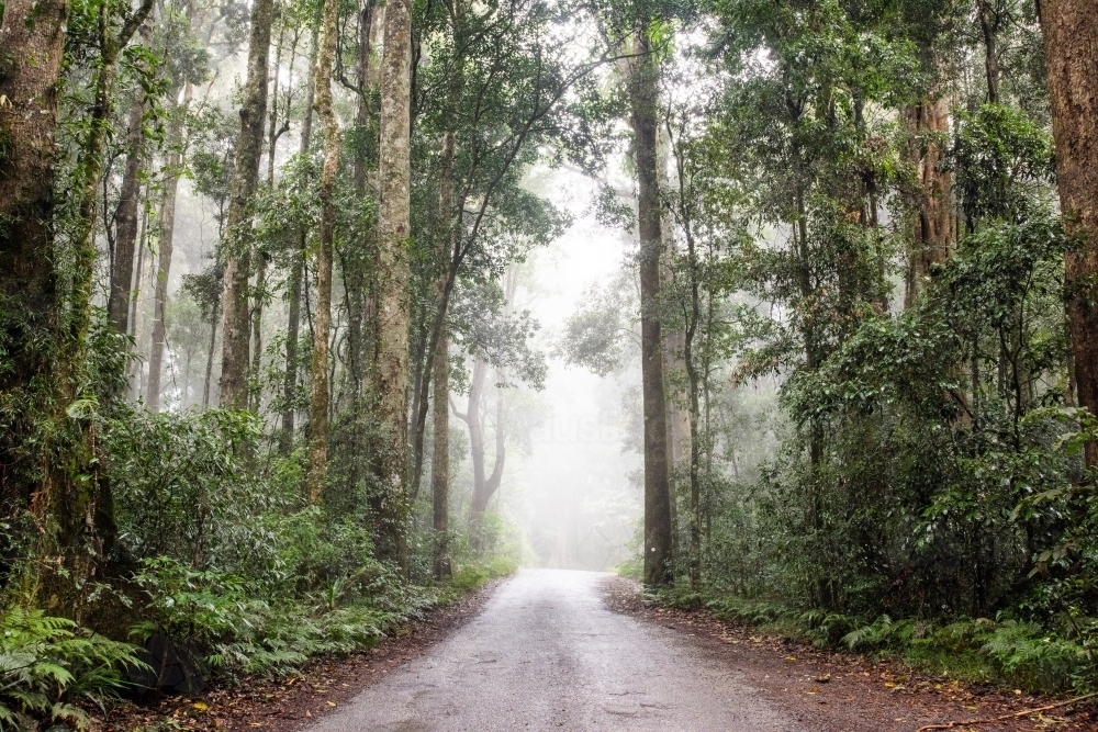 Following down the misty road in a rainforest - Australian Stock Image