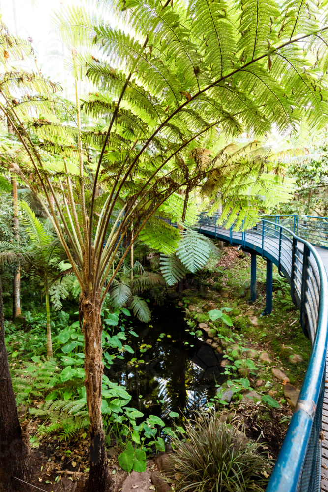 Footbridge surrounded by plants inside the Bicentennial Conservatory at the Adelaide Botanic Gardens - Australian Stock Image