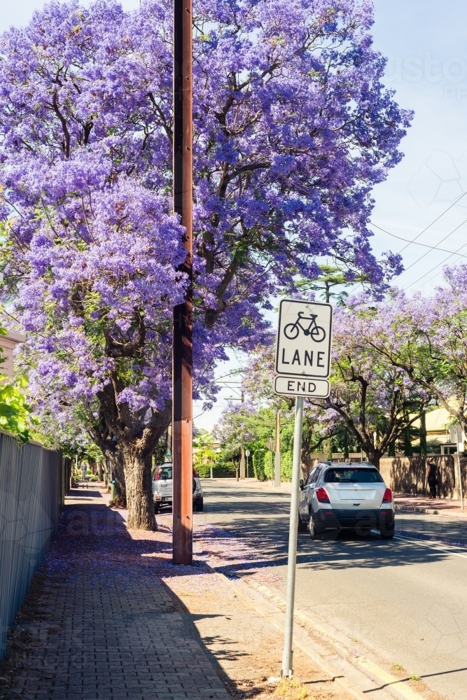 footpath lined with flowering jacarandas - Australian Stock Image