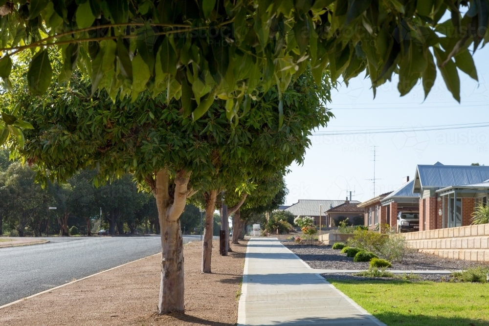 Image of Footpath with street trees and houses - Austockphoto