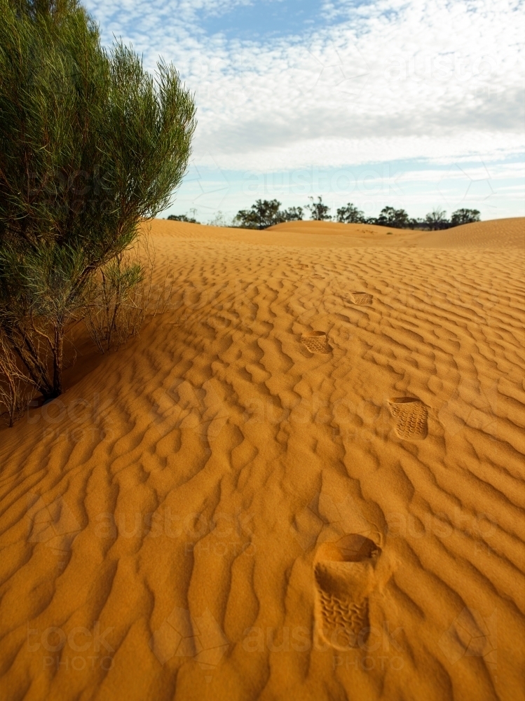 footprints leading up a sandhill in the outback - Australian Stock Image