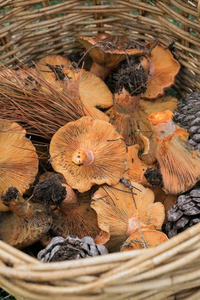 Image of Foraged Pine Mushrooms in basket Austockphoto