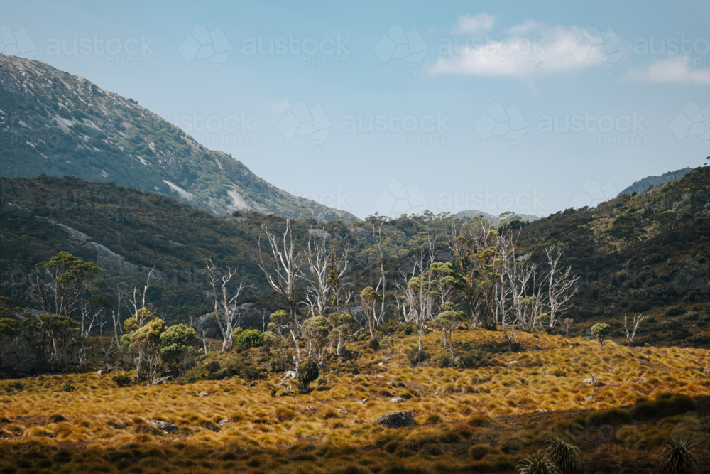 Foreground covered in golden grasses with scattered trees - Australian Stock Image