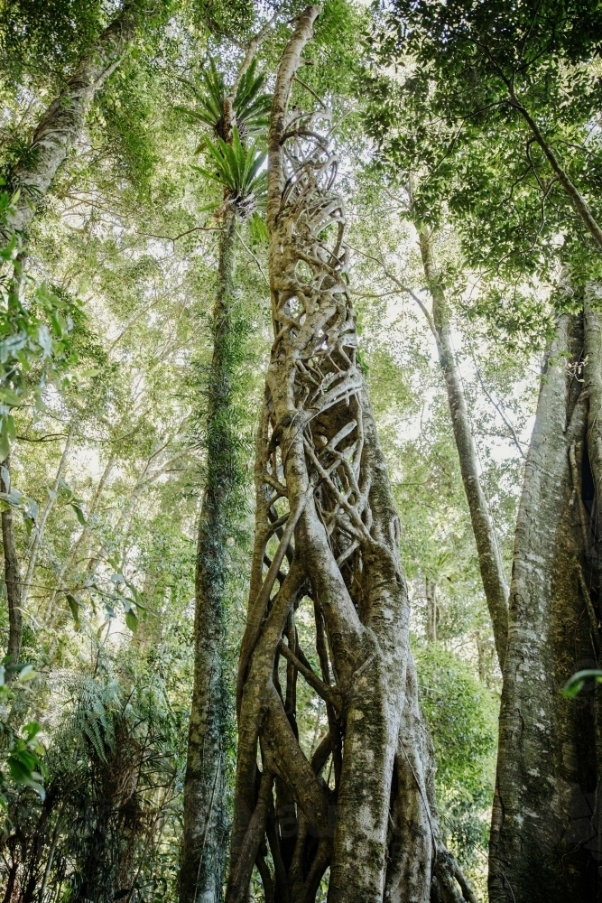 Forest and a tree with vines - Australian Stock Image