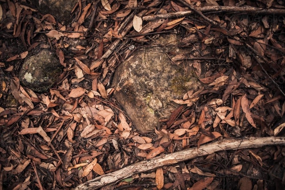 Forest floor of the bush - Australian Stock Image