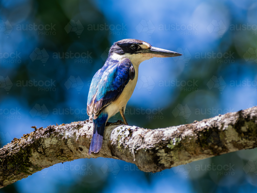 Forest kingfisher bird on a branch - Australian Stock Image