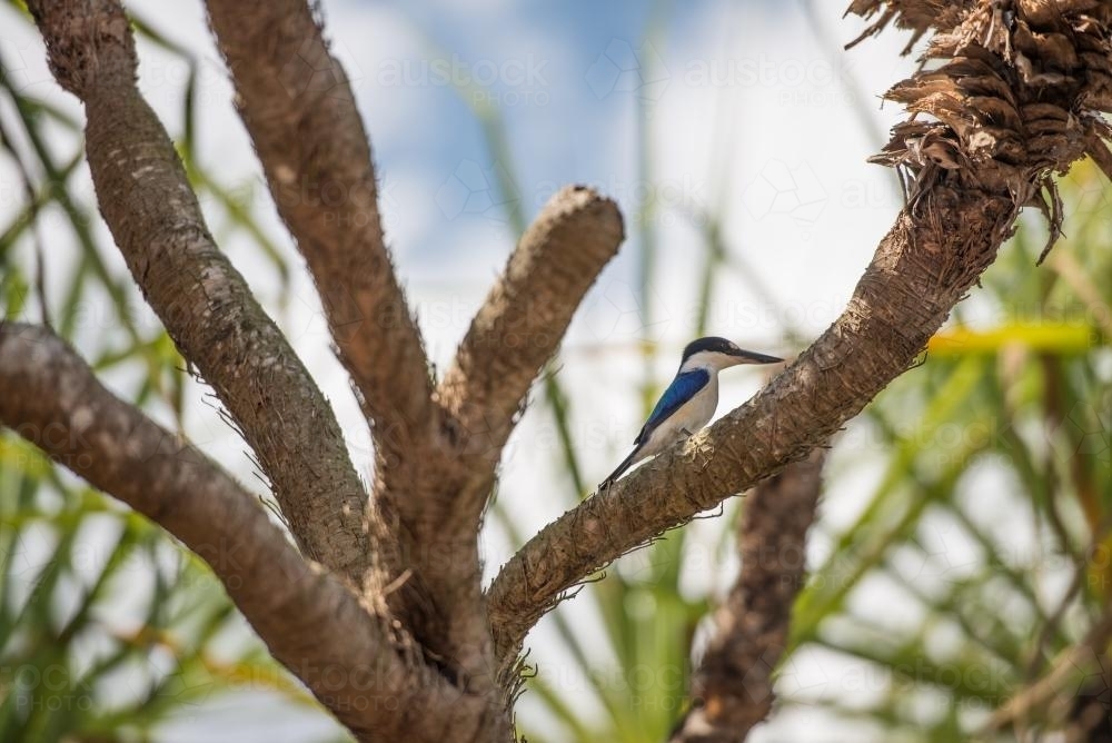 Forest Kingfisher sitting in tree - Australian Stock Image
