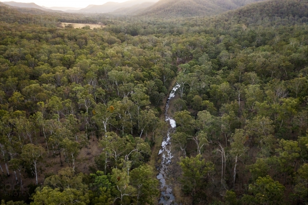 forest landscape with trees valley and creek - Australian Stock Image