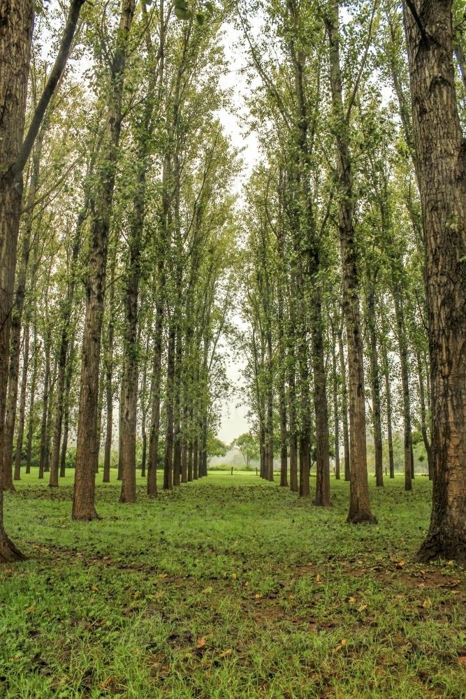 Forest of green trees planted in rows - Australian Stock Image