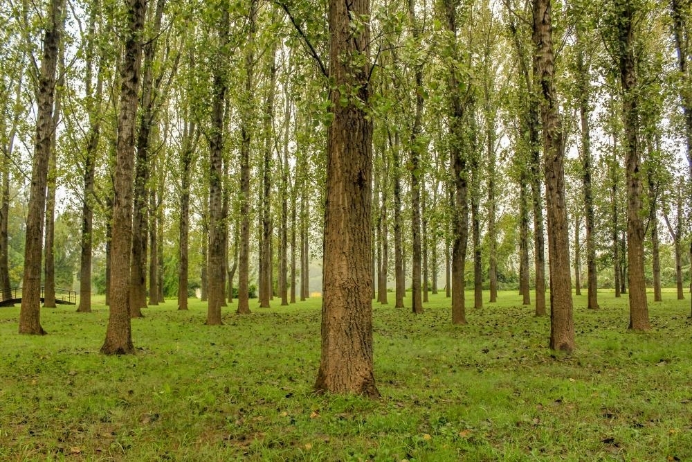 Forest of green trees planted in rows - Australian Stock Image