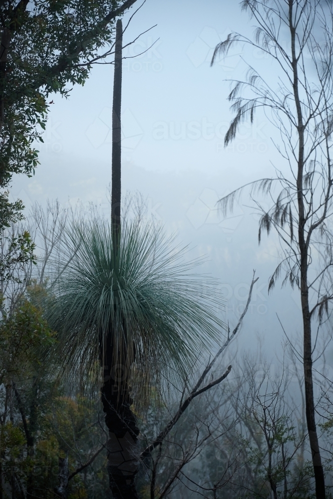 Image of Forest regrowth after bushfire - Austockphoto