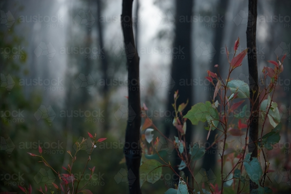 Image of Forest regrowth after bushfire - Austockphoto