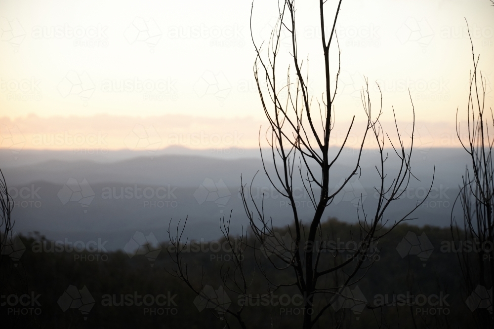Image of Forest regrowth after bushfire with mountains - Austockphoto