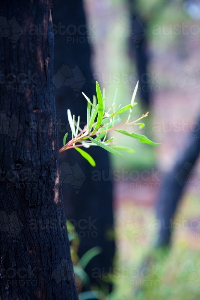 Image of Forest regrowth in the aftermath of a fire - Austockphoto