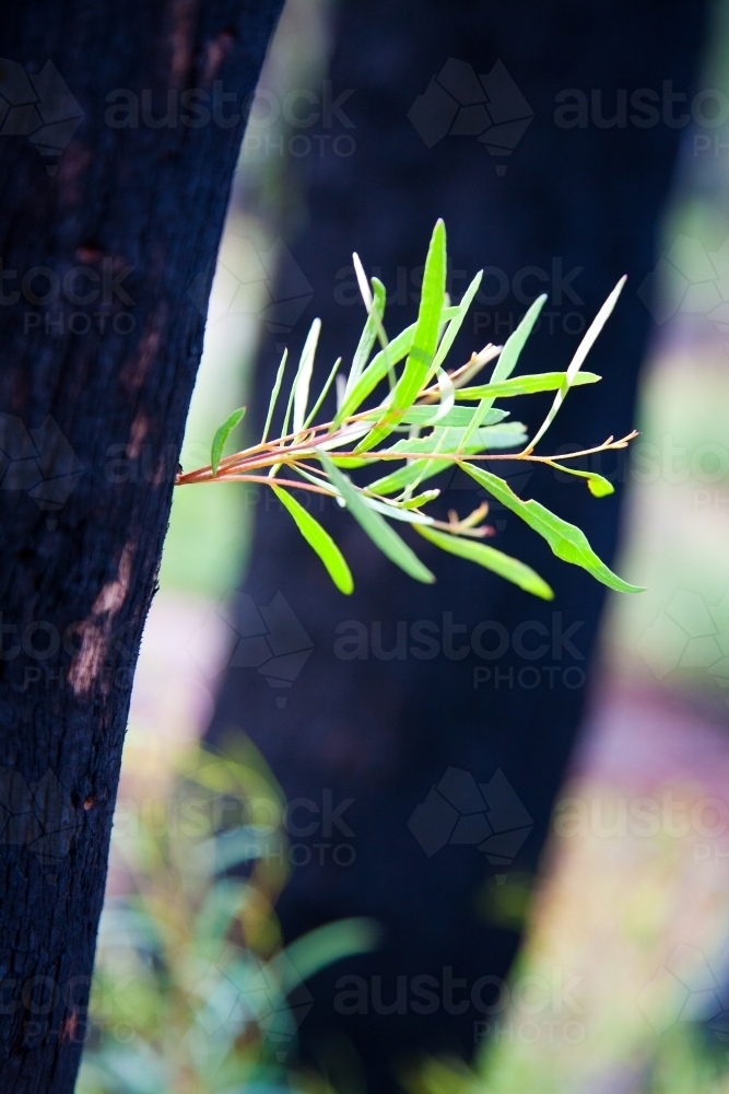 Forest regrowth in the aftermath of a fire - Australian Stock Image