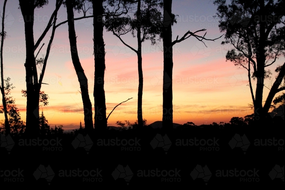 forest silhouette against sunset - Australian Stock Image